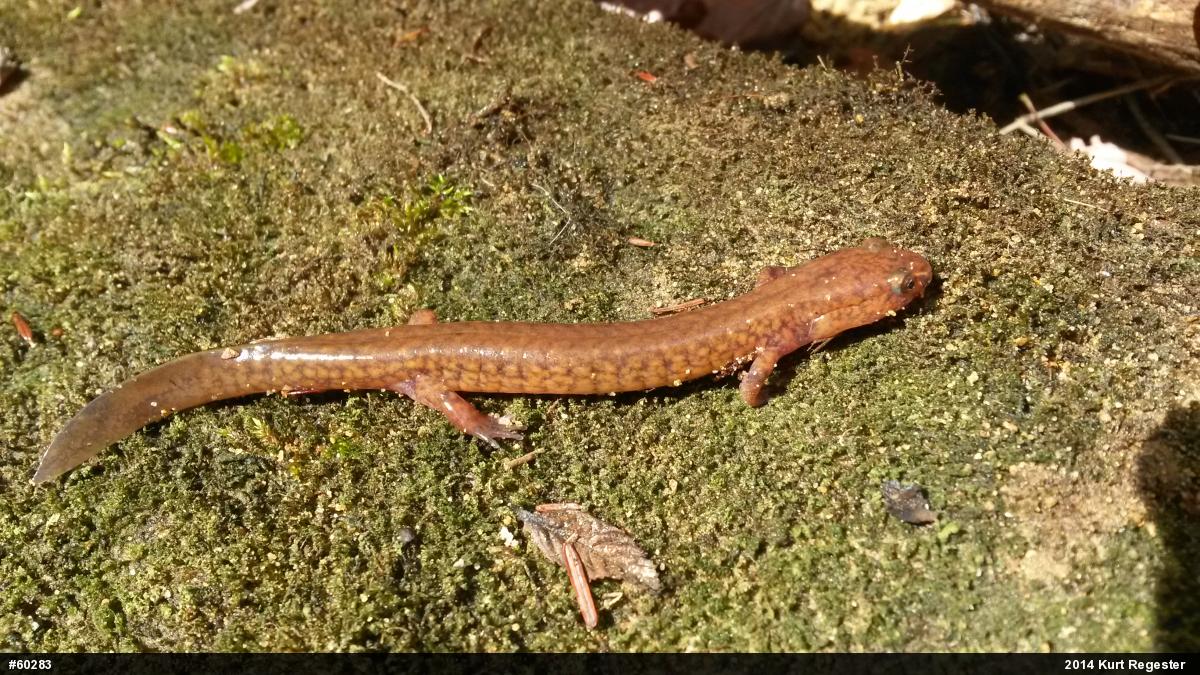 Northern Spring Salamander