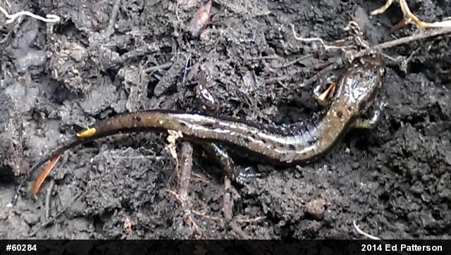 Allegheny Mountain Dusky Salamander