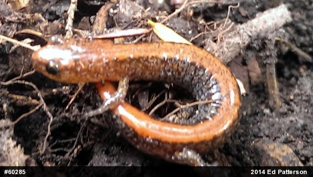 Eastern Red-backed  Salamander