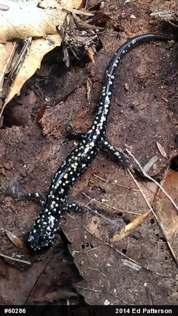 Northern Slimy Salamander
