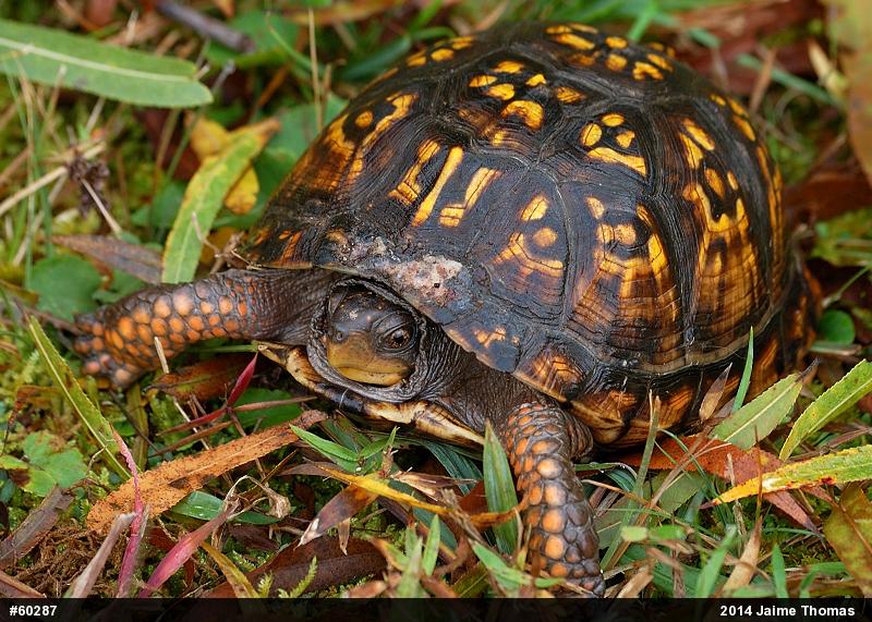 Eastern Box Turtle