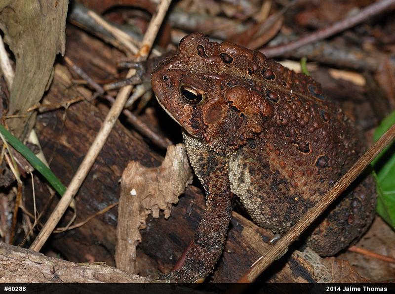 Eastern American Toad