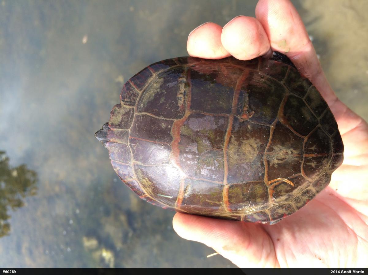 Eastern Painted Turtle