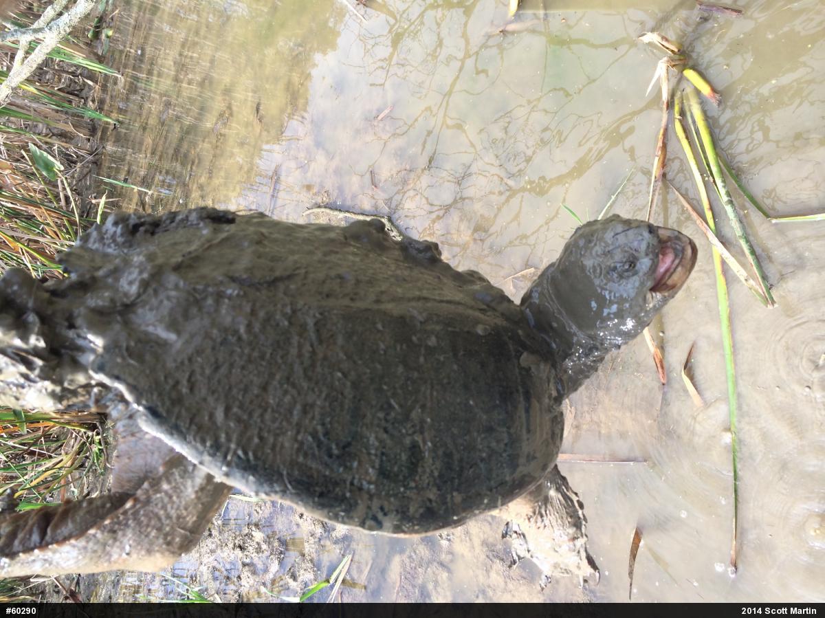 Snapping Turtle