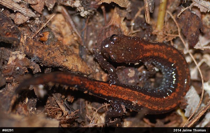 Eastern Red-backed  Salamander