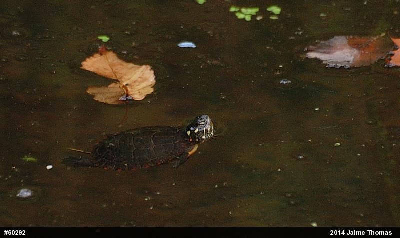 Eastern Painted Turtle