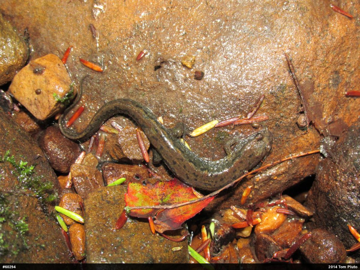 Northern Dusky Salamander