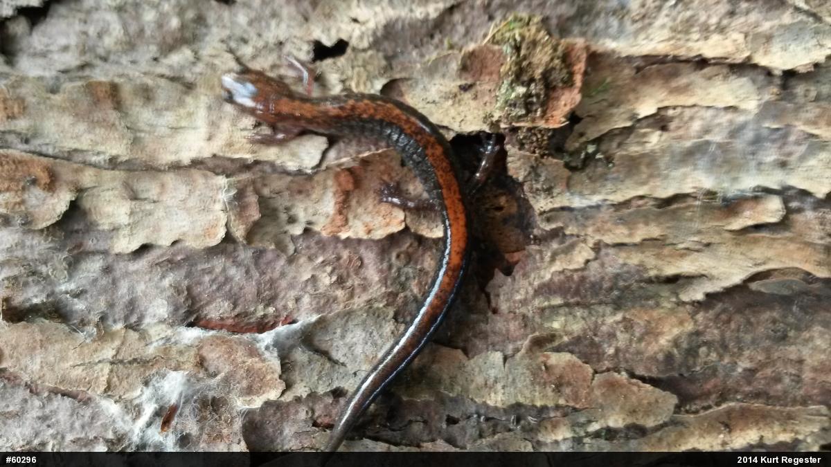 Eastern Red-backed  Salamander