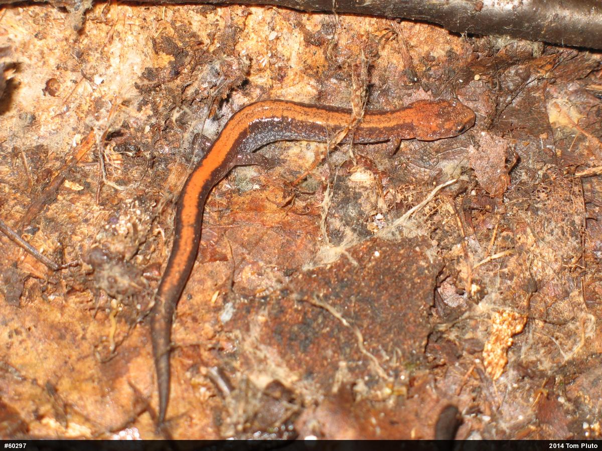 Eastern Red-backed  Salamander