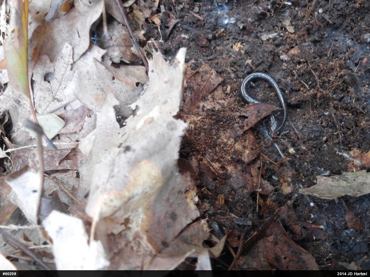 Eastern Red-backed  Salamander