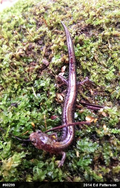 Eastern Red-backed  Salamander