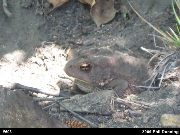 Eastern American Toad