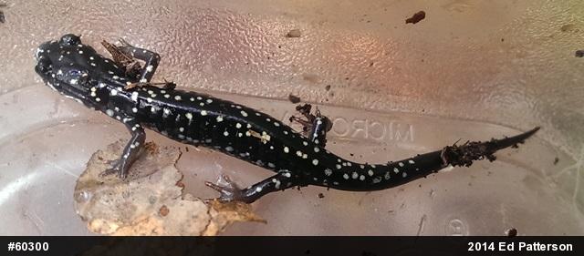 Northern Slimy Salamander