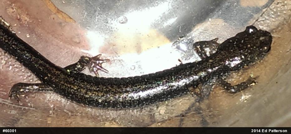 Valley And Ridge Salamander