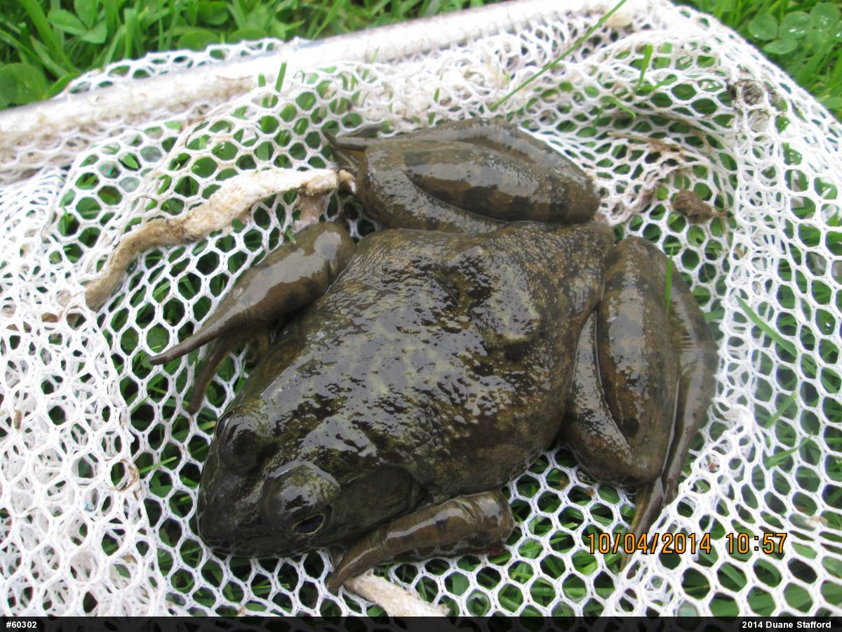 American Bullfrog