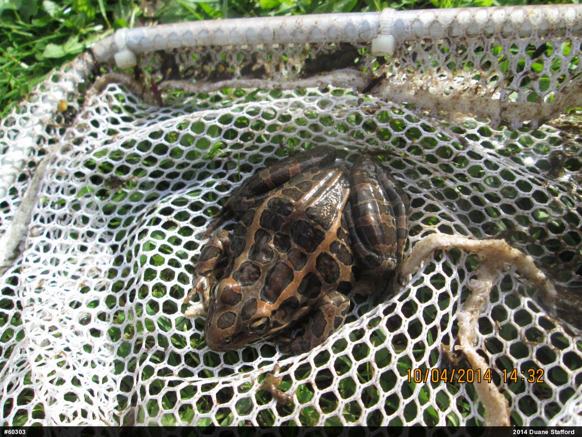 Pickerel Frog