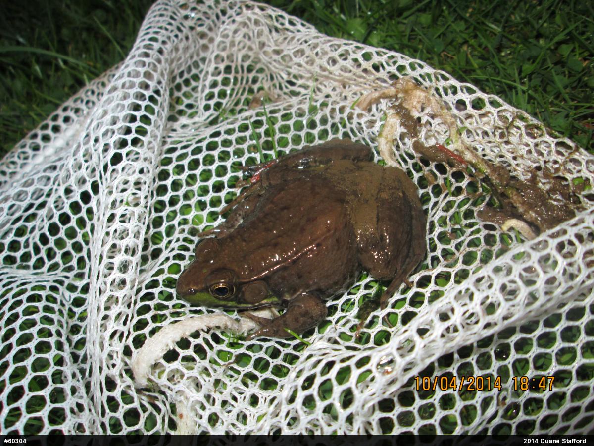 Green Frog
