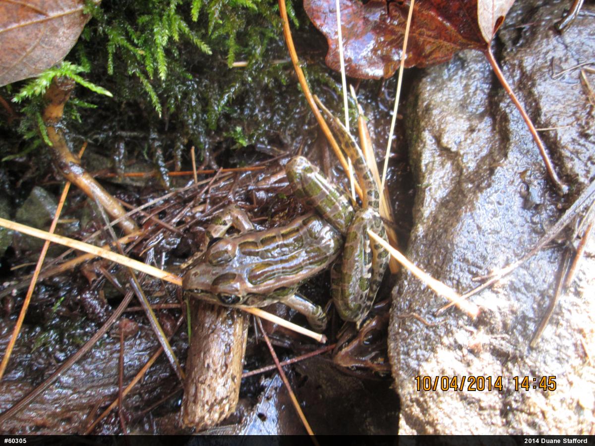 Pickerel Frog