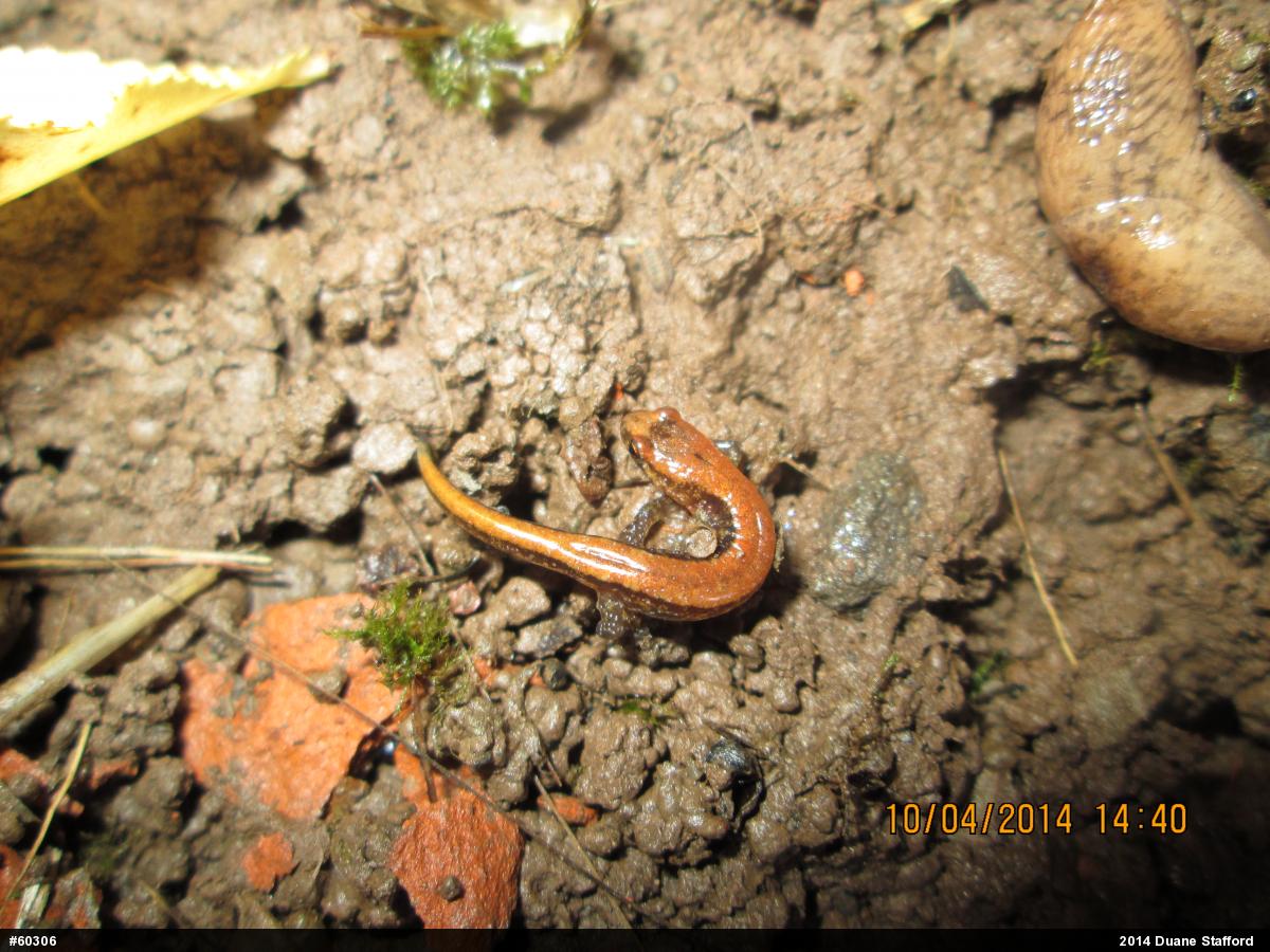 Allegheny Mountain Dusky Salamander