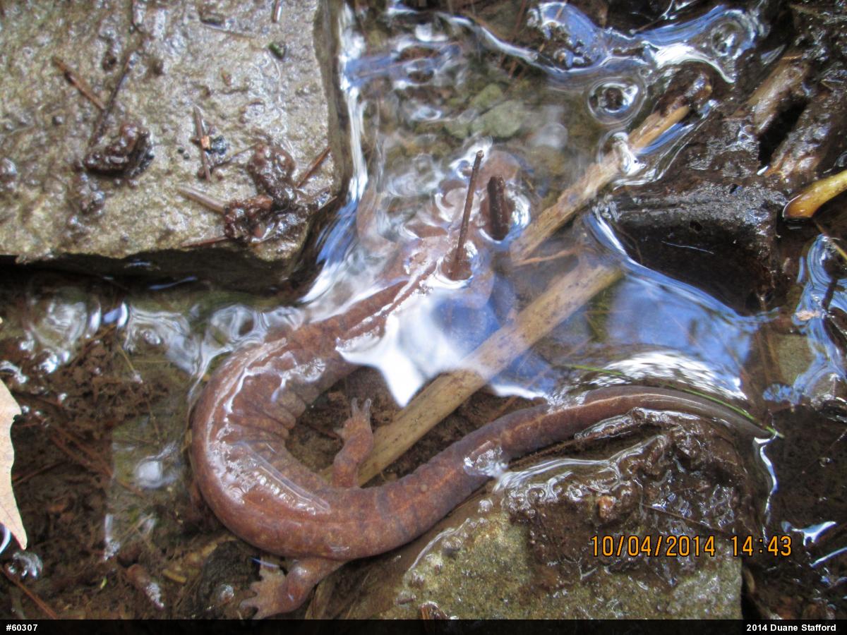 Northern Spring Salamander