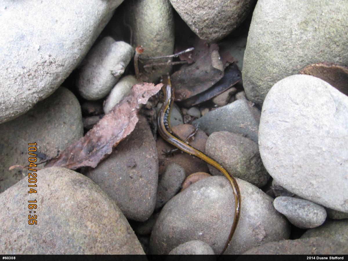 Northern Two-lined Salamander