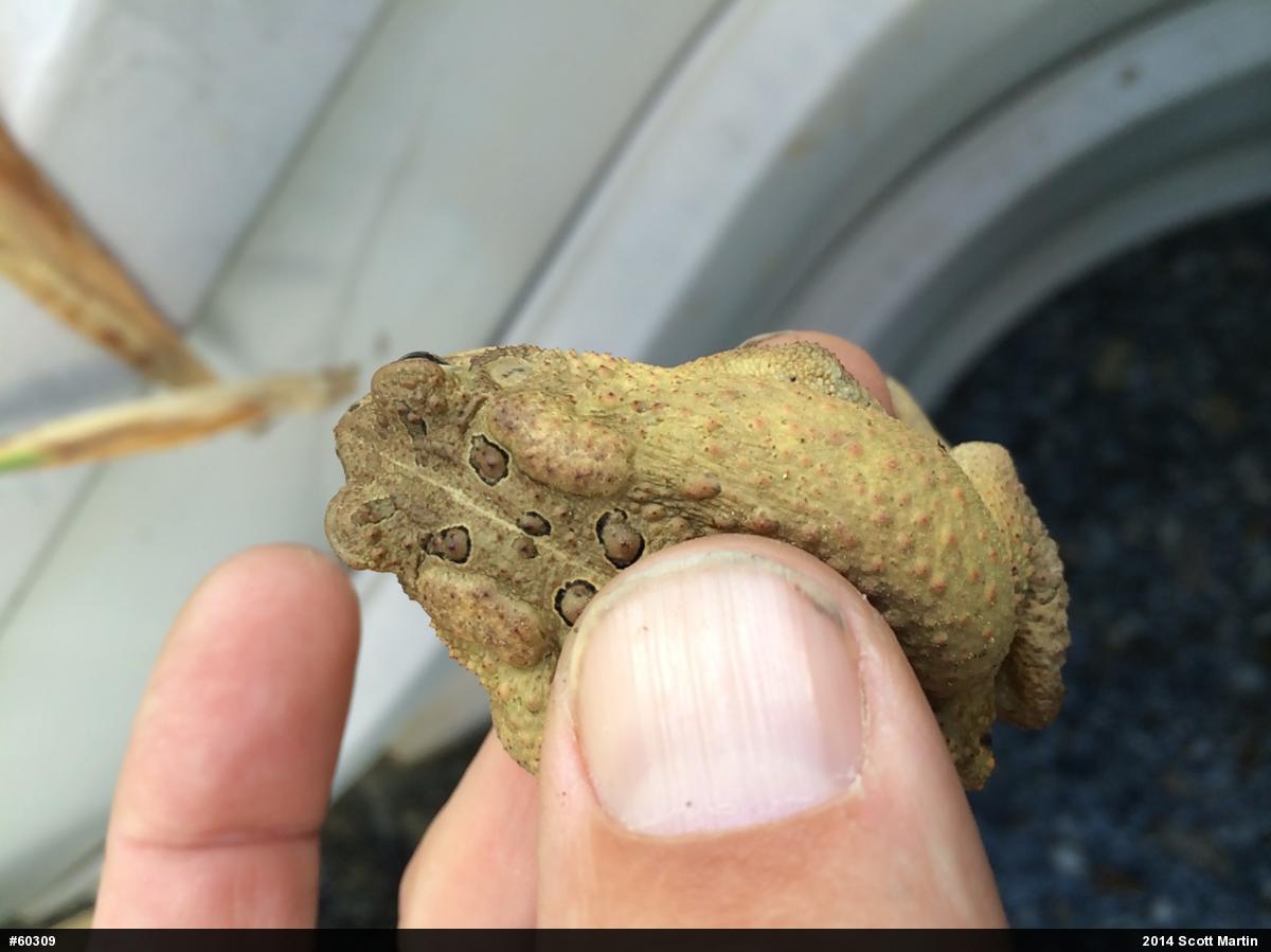 Eastern American Toad