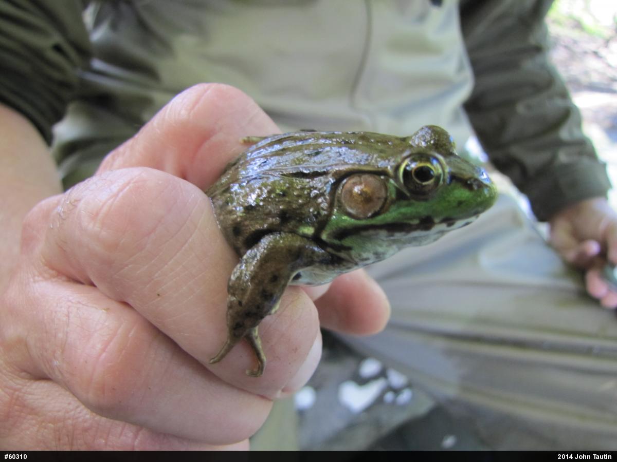 Green Frog