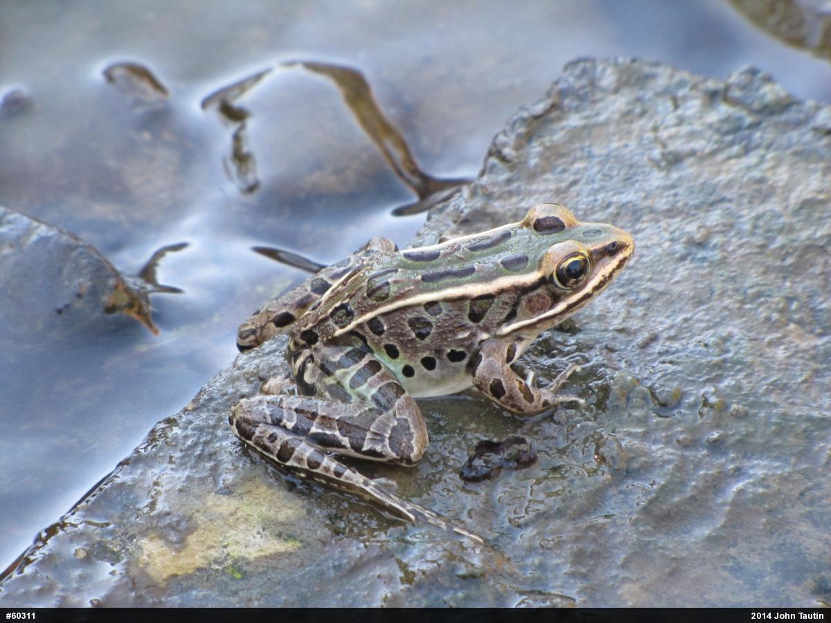 Northern Leopard Frog