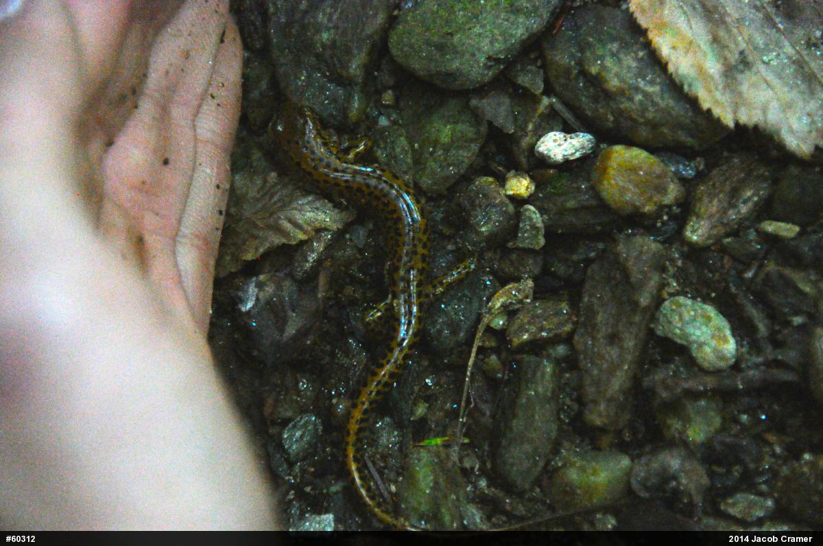 Eastern Long-tailed Salamander