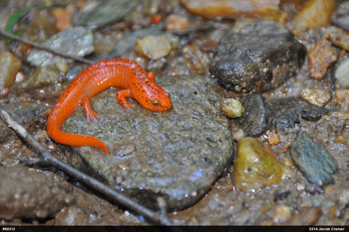 Northern Red Salamander