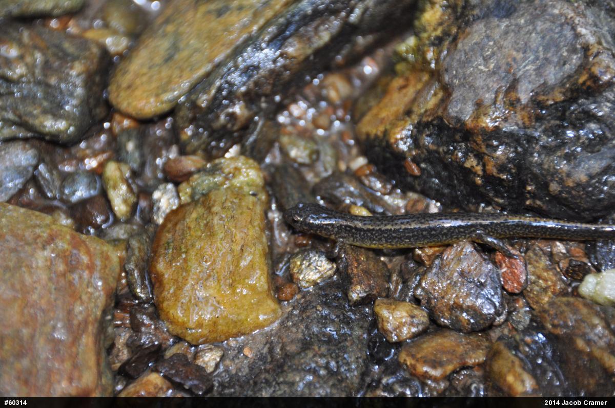 Northern Two-lined Salamander