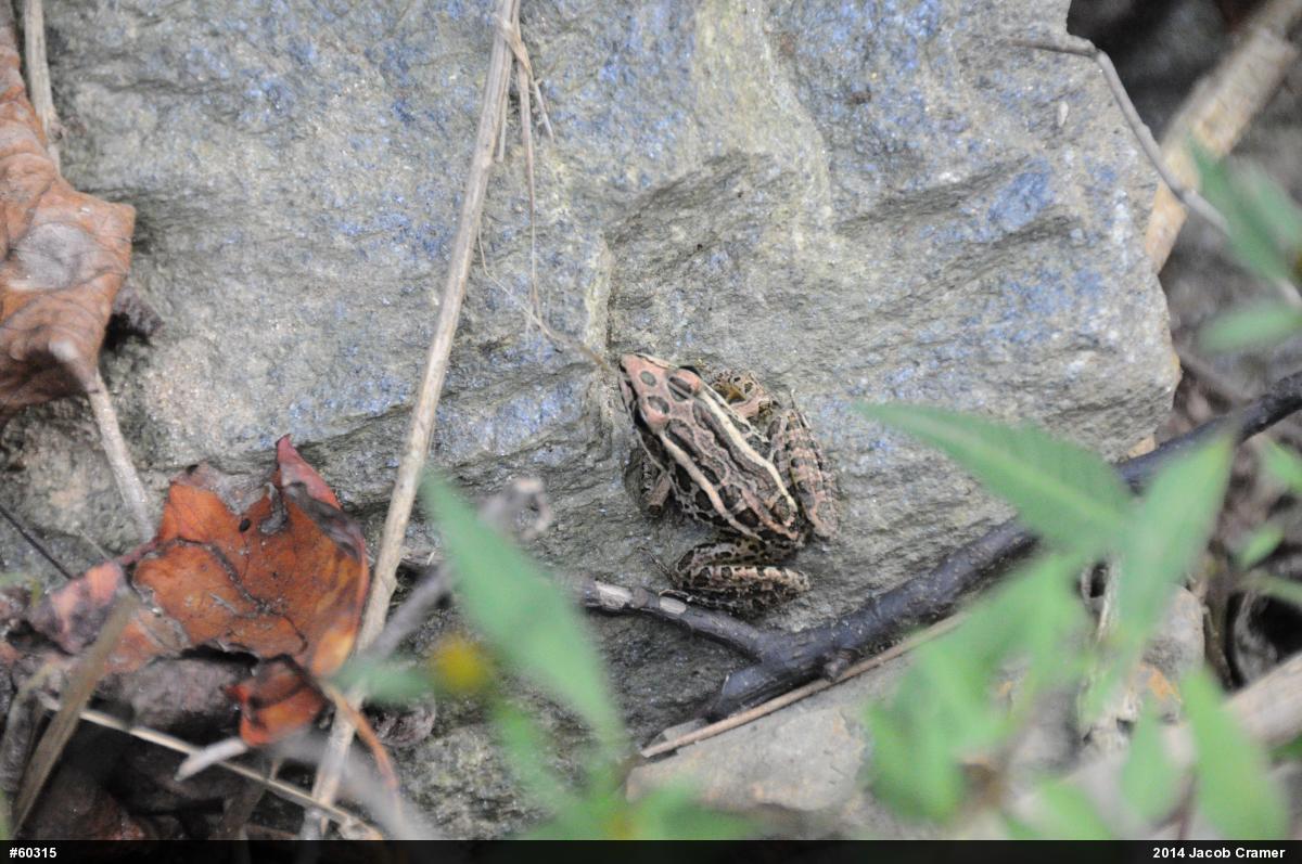 Pickerel Frog