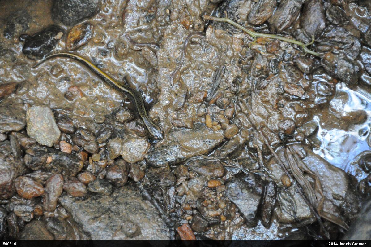 Northern Two-lined Salamander