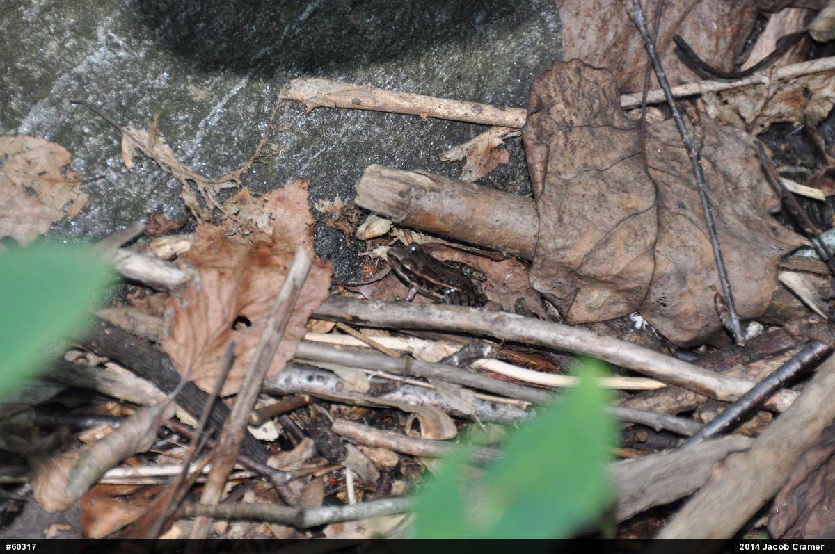 Pickerel Frog