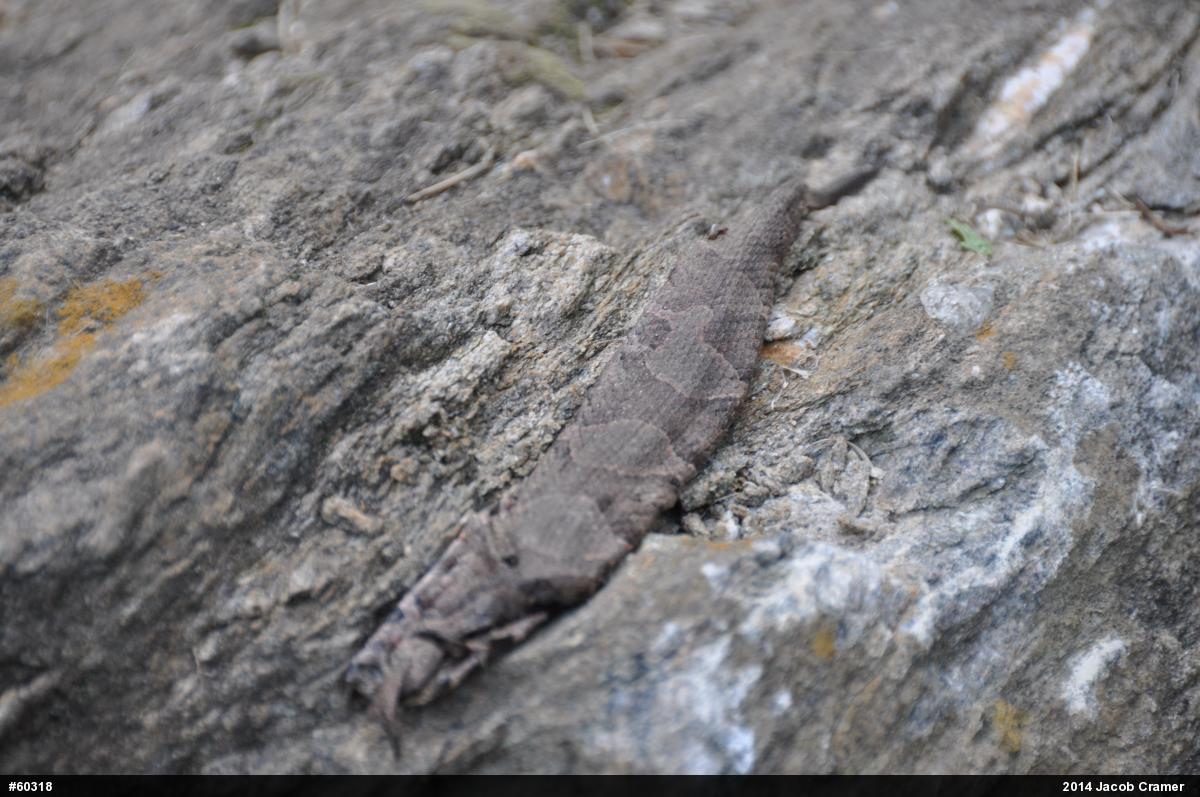 Northern Copperhead