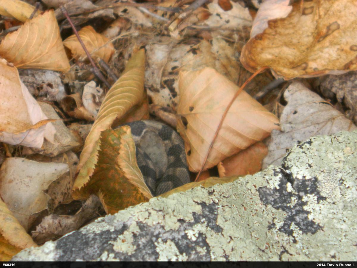 Timber Rattlesnake