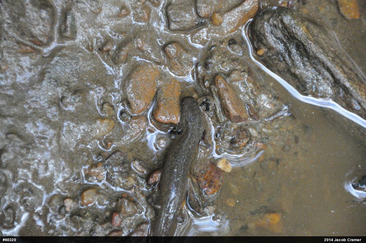 Northern Red Salamander