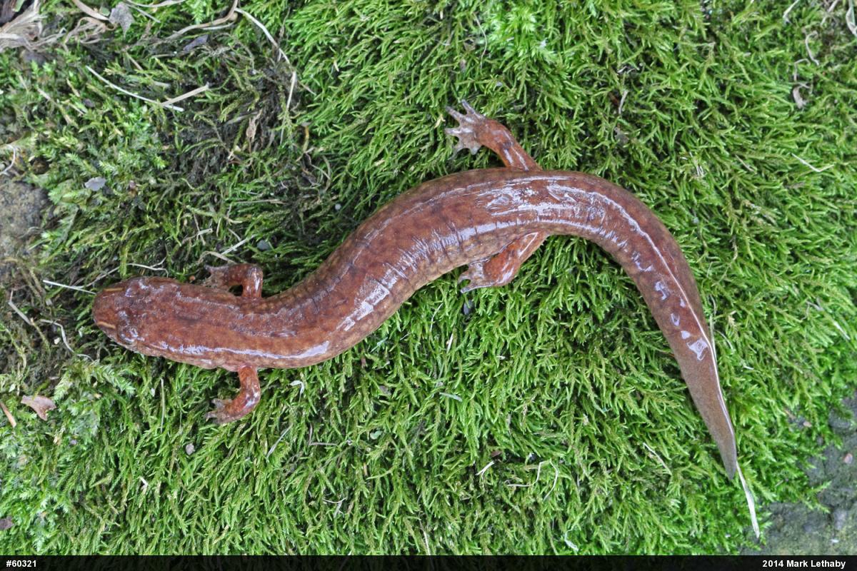 Northern Spring Salamander