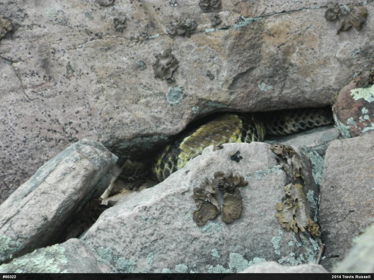 Timber Rattlesnake