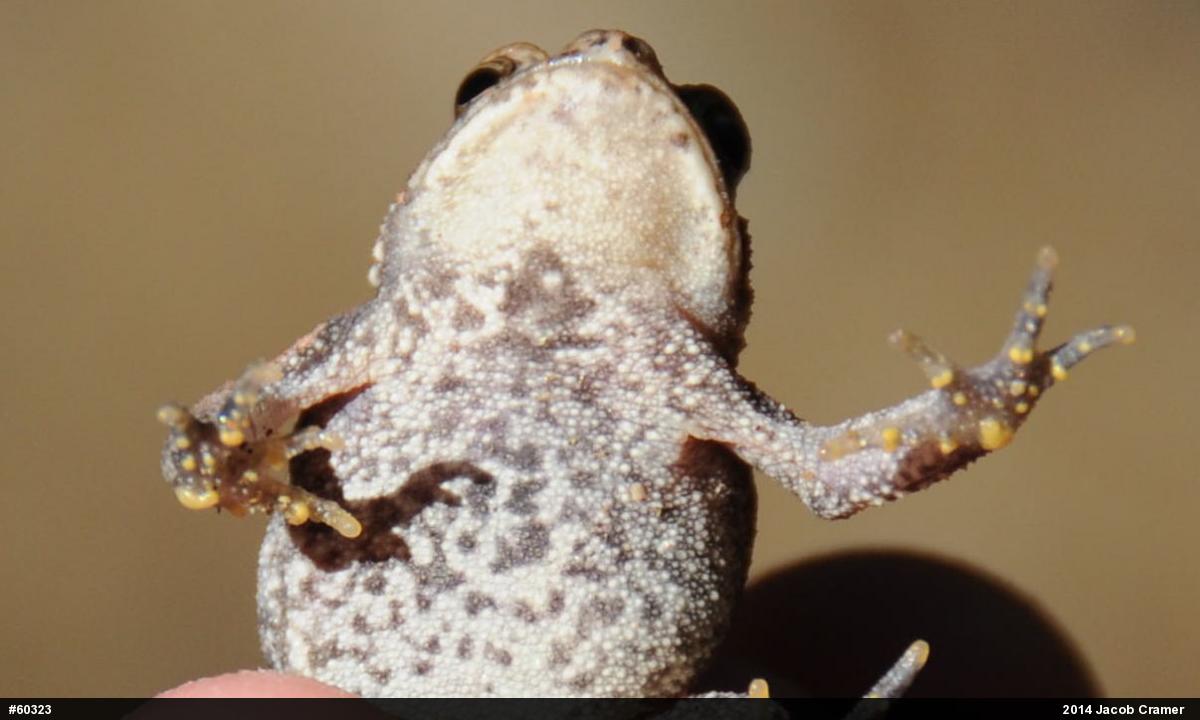 Eastern American Toad
