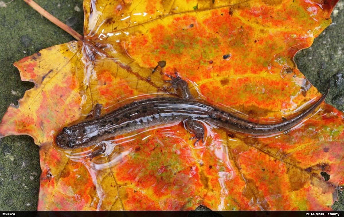 Northern Dusky Salamander