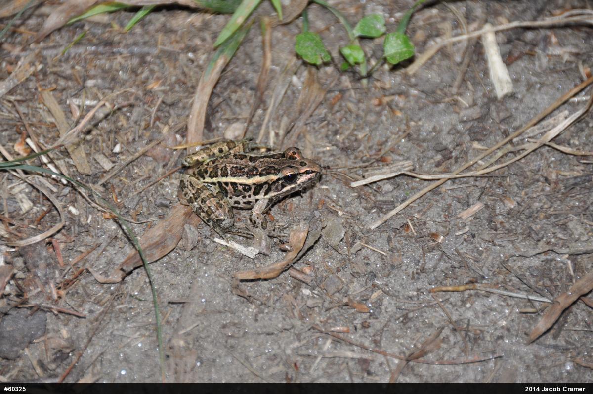 Pickerel Frog
