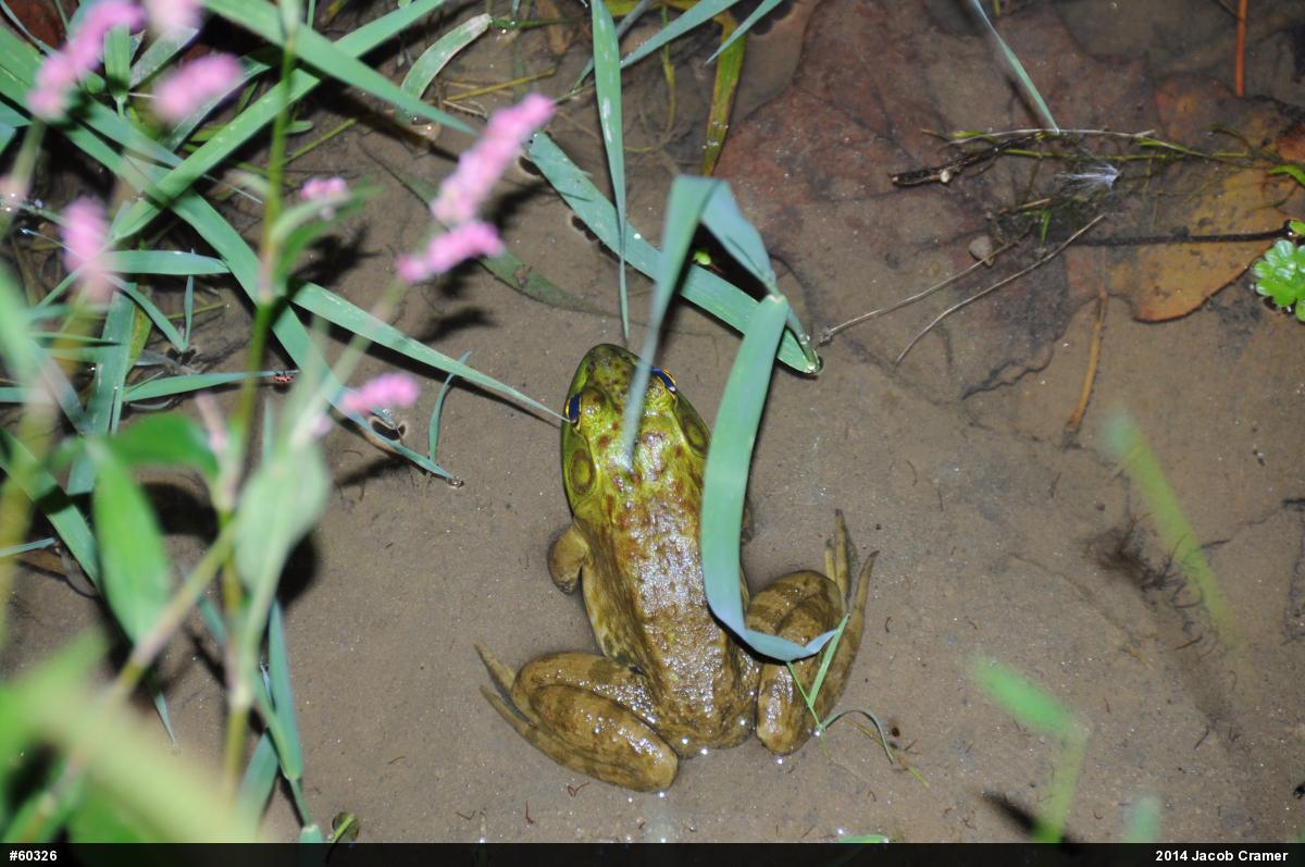 American Bullfrog