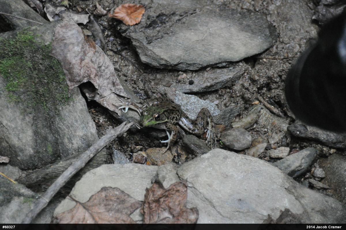 Green Frog