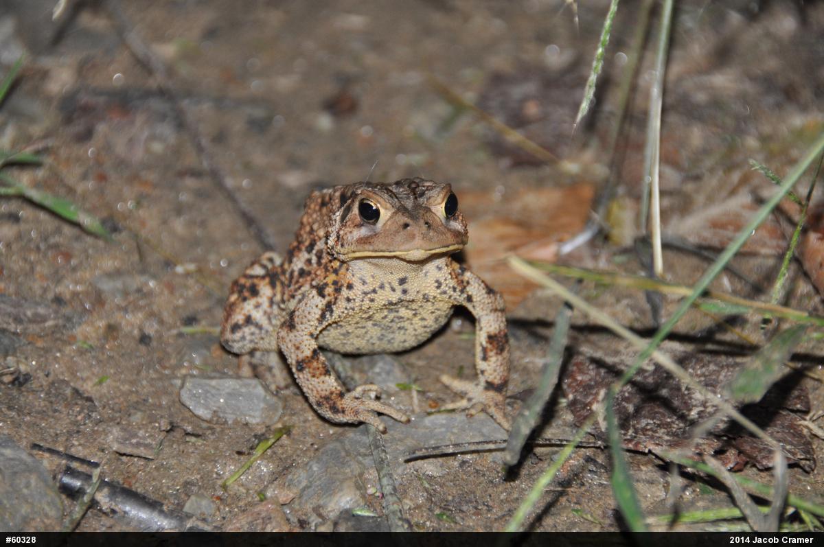 Eastern American Toad