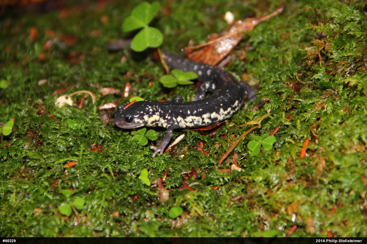 Northern Slimy Salamander