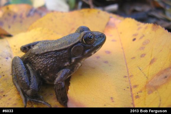 Green Frog