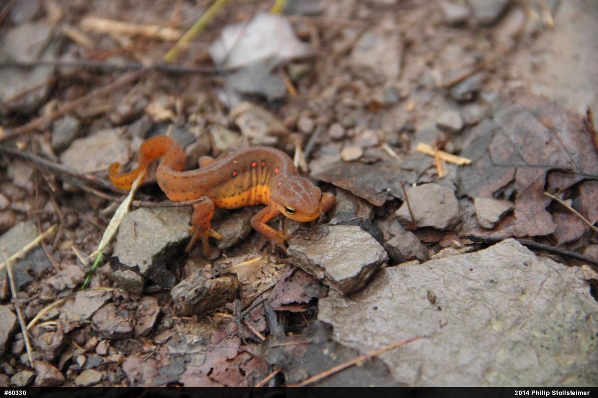 Red-spotted Newt