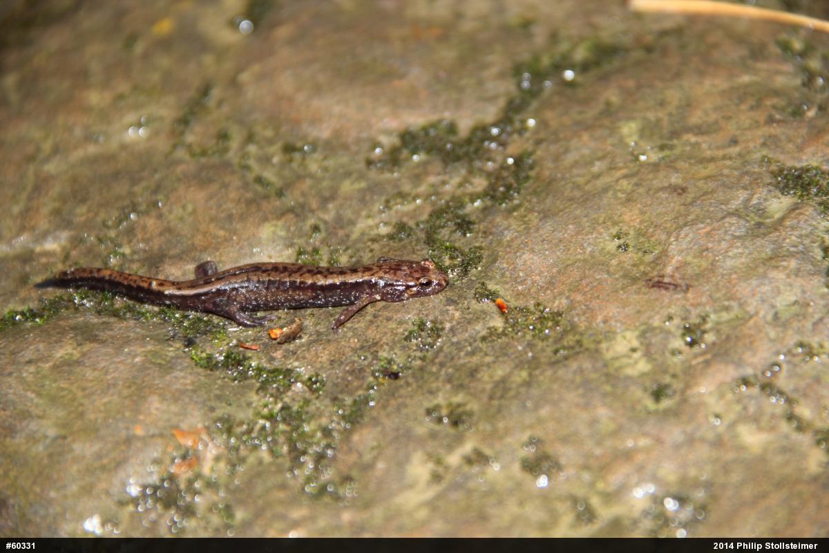 Allegheny Mountain Dusky Salamander