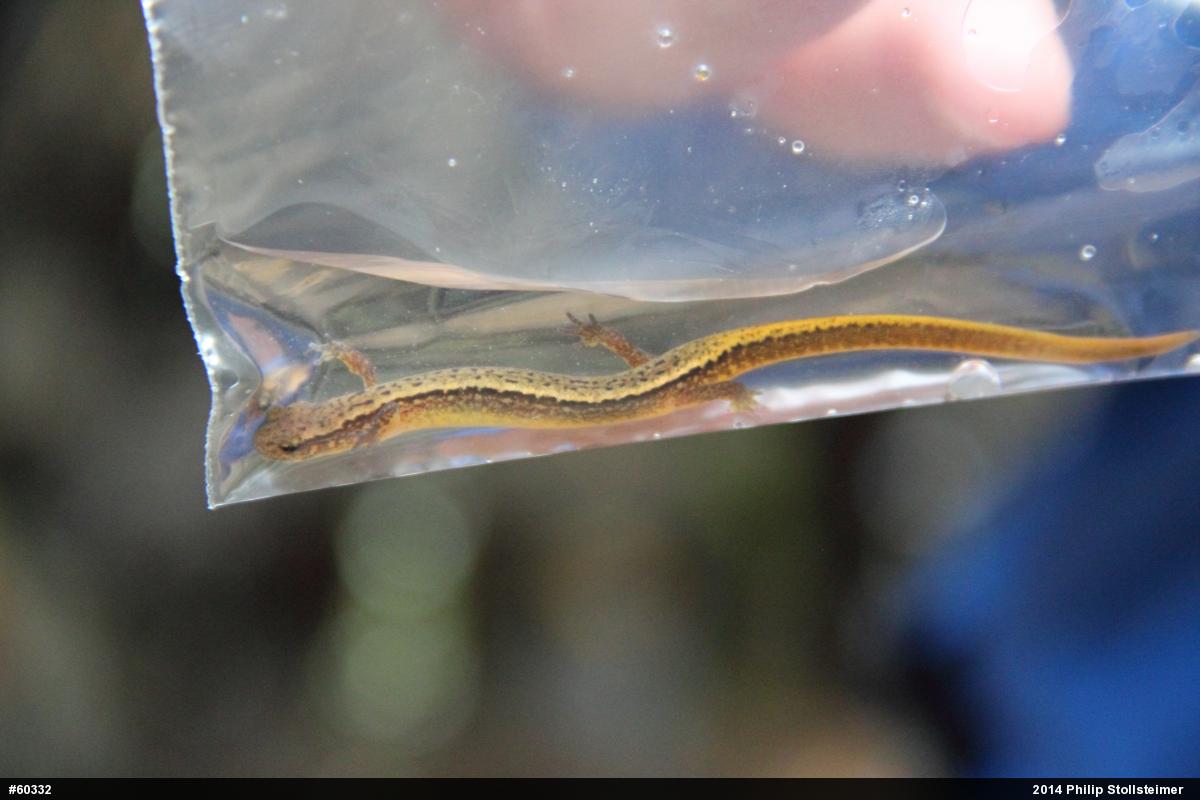 Northern Two-lined Salamander